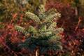 Picea pungens Hilside IMG_2813 Świerk kłujący